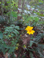 Coreopsis pubescens