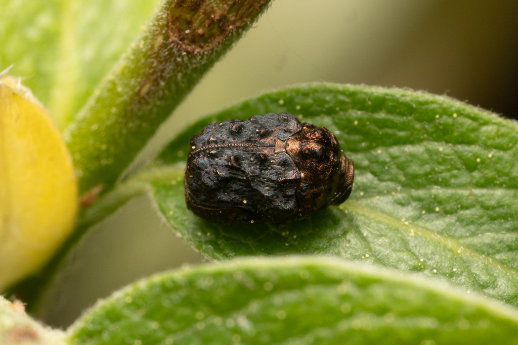 Blueberry Case Beetle