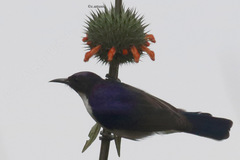 Anthreptes orientalis