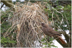 Histurgops ruficauda