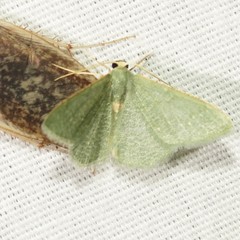 Xerochlora masonaria