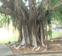 Ficus microcarpa hillii