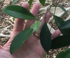Ficus microcarpa hillii