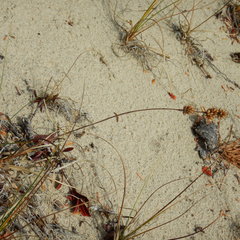 Carex sabulosa