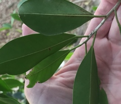 Ficus microcarpa hillii