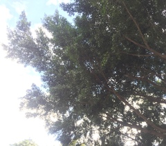 Ficus microcarpa hillii