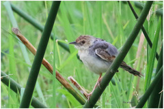 Cisticola marginatus