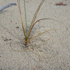 Carex sabulosa