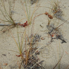 Carex sabulosa