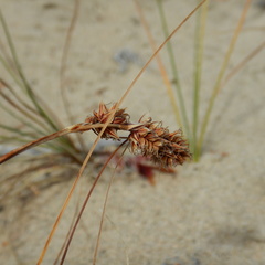 Carex sabulosa