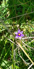 Sisyrinchium scabrum