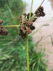 Scirpus atrovirens