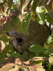 Dolichovespula maculata