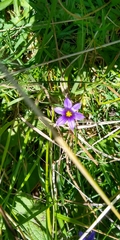 Sisyrinchium scabrum