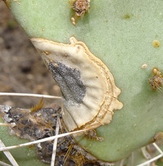 Phyllosticta concava