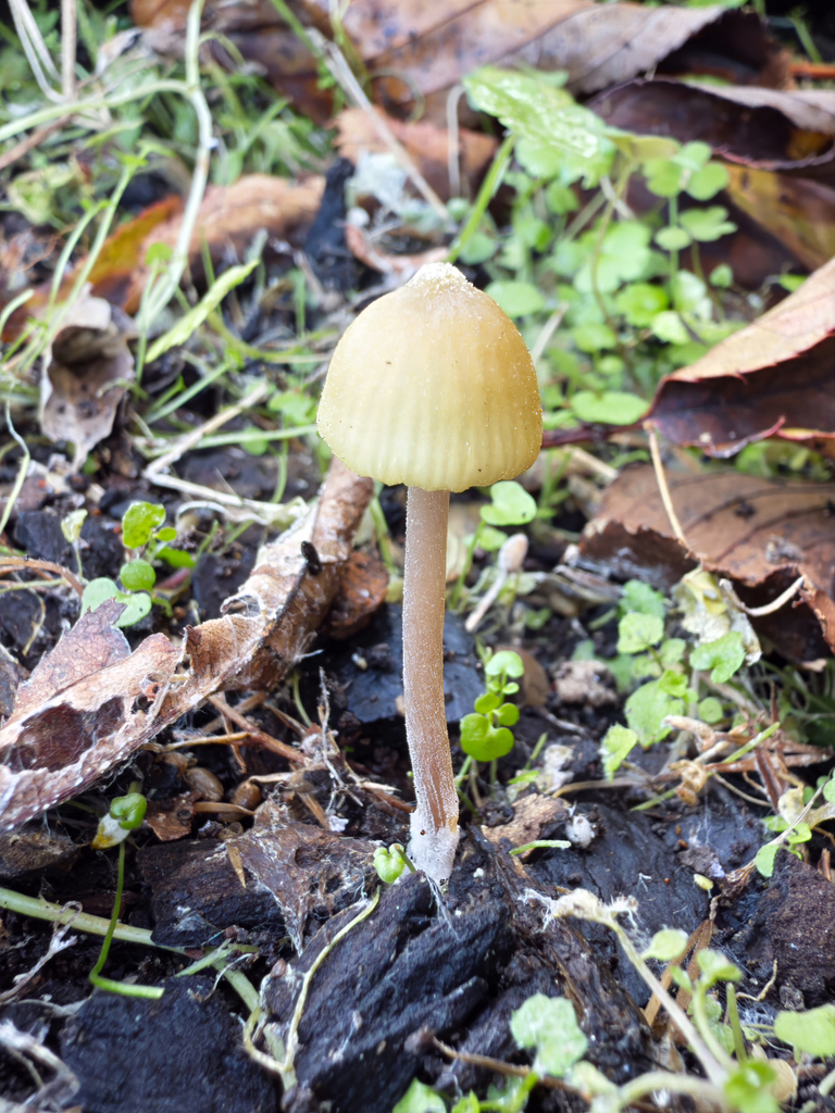 Bolbitius titubans · June 2025 · photo: © jeremy_rolfe (iNaturalist, cc-by)