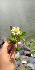 Jaegeria bellidiflora