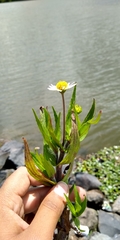 Jaegeria bellidiflora