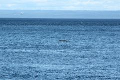 Phocoena phocoena phocoena