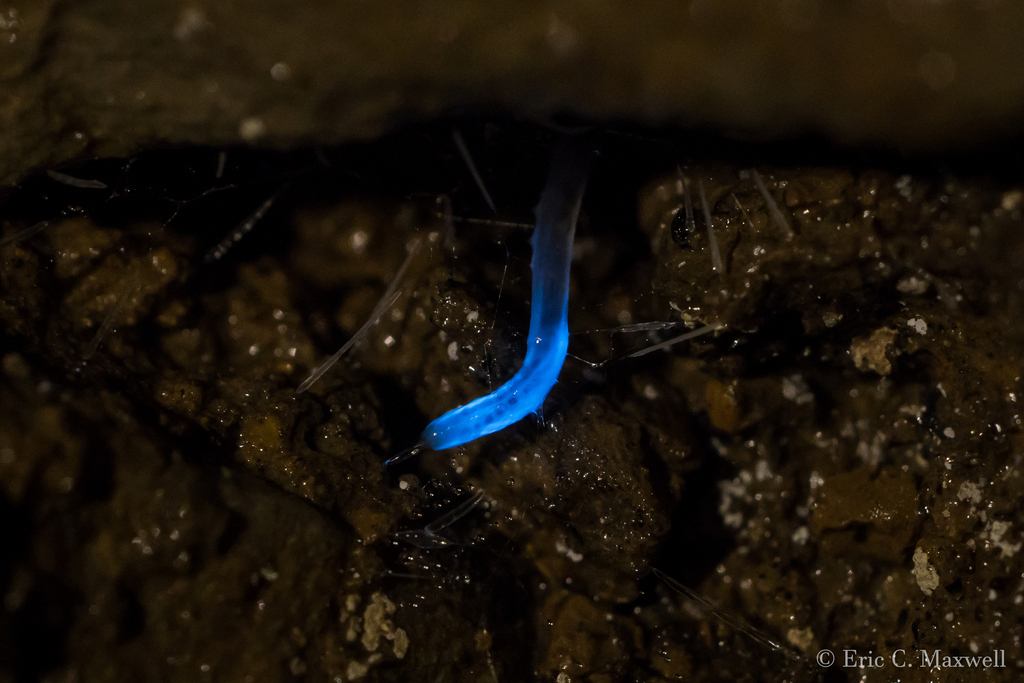 Foxfire Fly