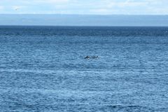Phocoena phocoena phocoena