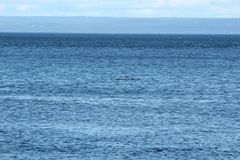 Phocoena phocoena phocoena