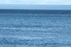 Phocoena phocoena phocoena