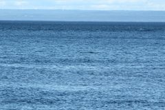 Phocoena phocoena phocoena