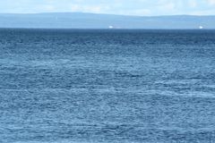 Phocoena phocoena phocoena