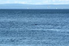 Phocoena phocoena phocoena