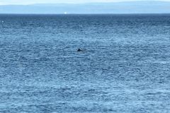 Phocoena phocoena phocoena