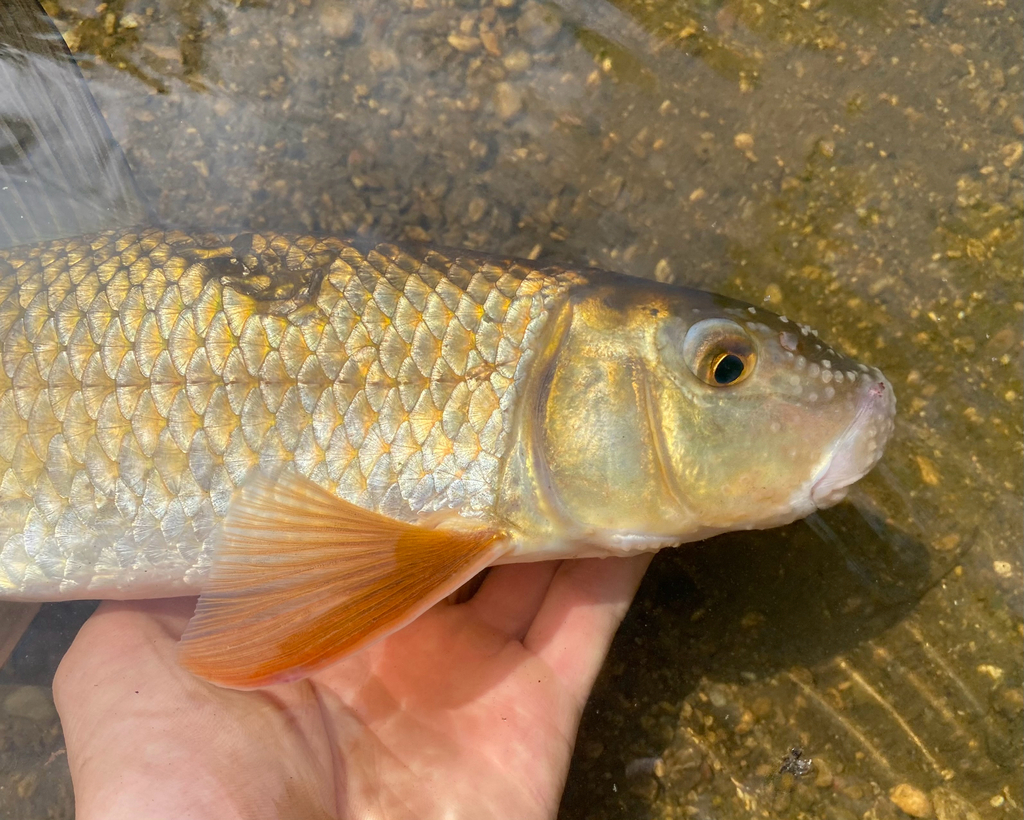Golden Redhorse