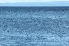 Phocoena phocoena phocoena