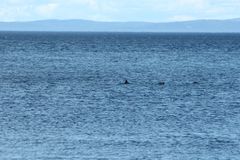 Phocoena phocoena phocoena
