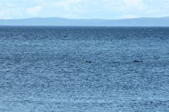 Phocoena phocoena phocoena