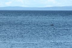 Phocoena phocoena phocoena