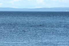 Phocoena phocoena phocoena
