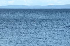 Phocoena phocoena phocoena