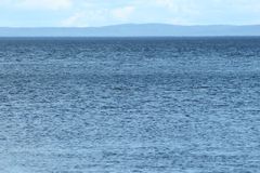 Phocoena phocoena phocoena