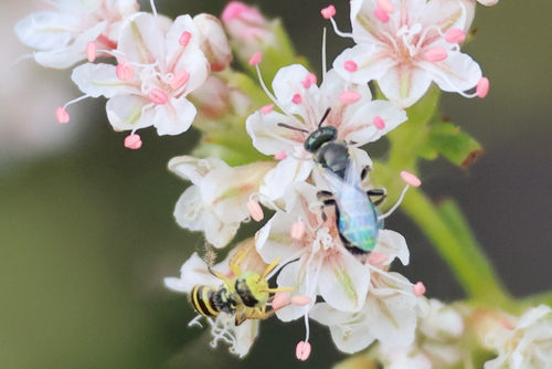 Rhus Fairy Bee photo 6