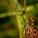 Long-winged Conehead - Photo (c) Walwyn, some rights reserved (CC BY-NC-SA)