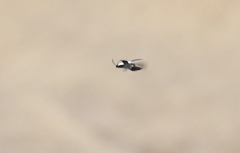 Chalcolepidius webbi