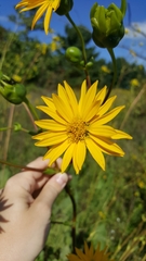 Silphium terebinthinaceum