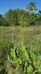 Silphium terebinthinaceum