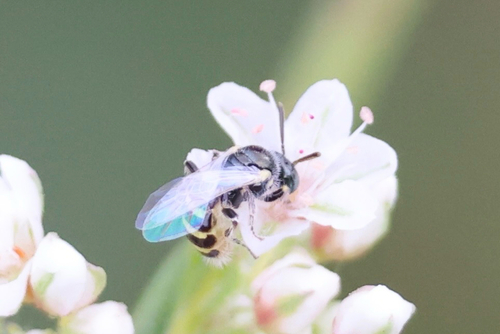 Rhus Fairy Bee photo 3