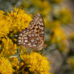 Speyeria coronis