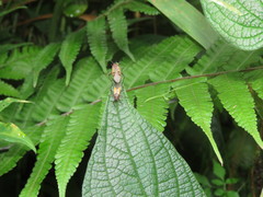 Dysdercus ruficollis