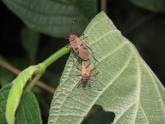 Dysdercus ruficollis