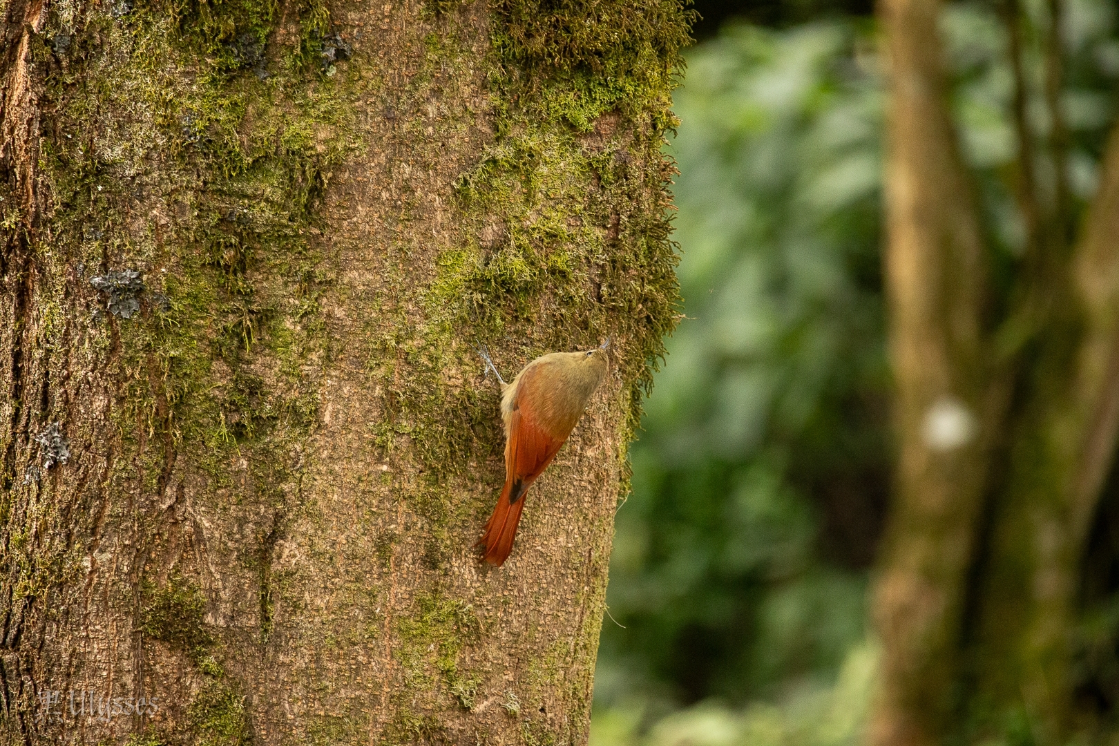 Olivaceous Woodcreeper (Sittasomus griseicapillus)