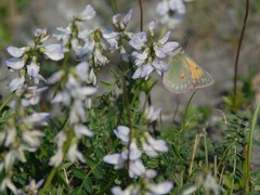 Colias hecla
